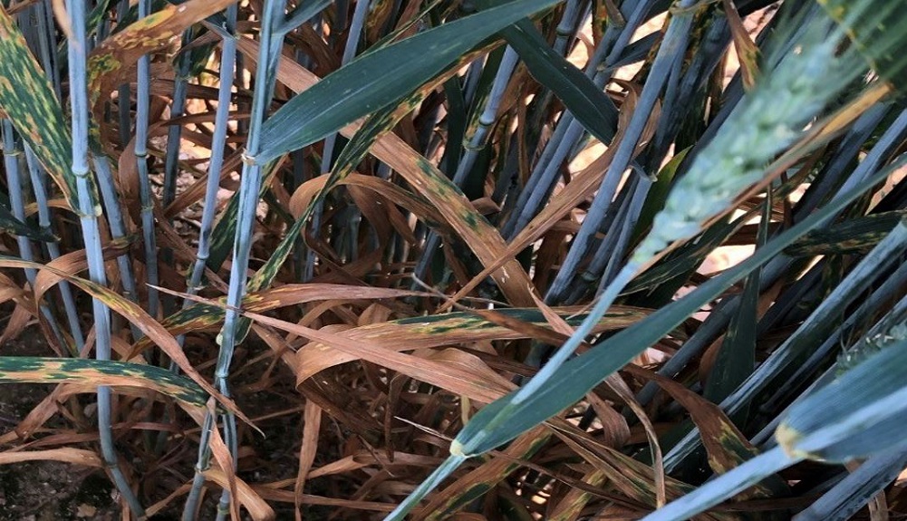 Septoria tritici symptoms on wheat at an RL trial site (untreated, disease rating '6')
